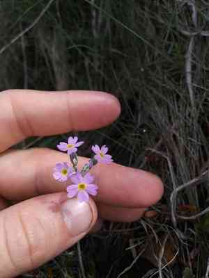 Bird's-eye primrose(Primula laurentiana)