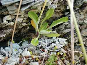 Bird's-eye primrose(Primula laurentiana)