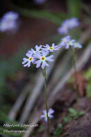 Mistassini primrose(Primula mistassinica)