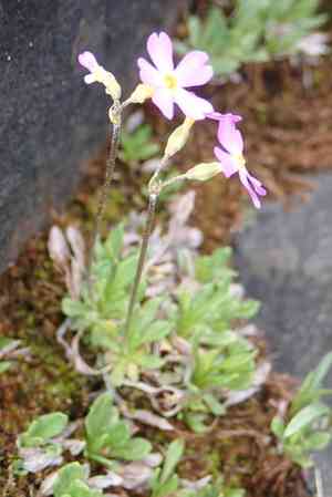 Mistassini primrose(Primula mistassinica)