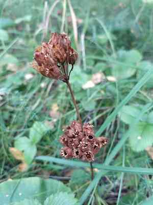 Cowslip(Primula veris)