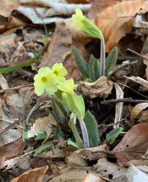 Cowslip(Primula veris)