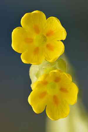 Cowslip(Primula veris)