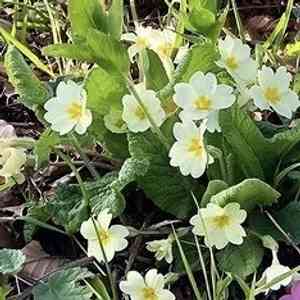 Primroses (Primula)(Primula)