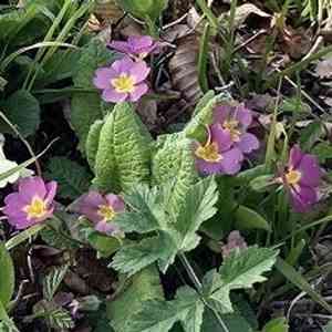 Primroses (Primula)(Primula)
