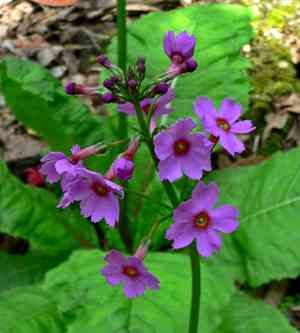 Primroses (Primula)(Primula)
