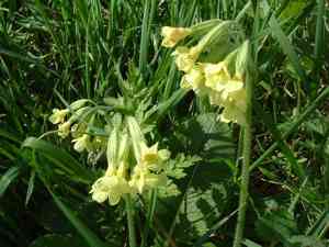Primroses (Primula)(Primula)