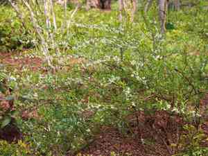 ‎cherry prinsepia(Prinsepia utilis)