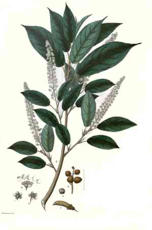 ‎cherry prinsepia(Prinsepia utilis)