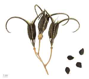 Doubleclaw(Proboscidea parviflora)
