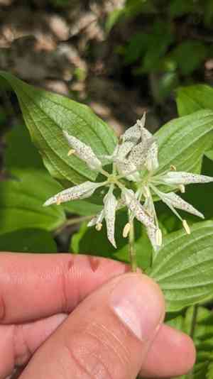 Yellow mandarin(Prosartes maculata)