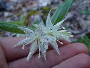 Yellow mandarin(Prosartes maculata)