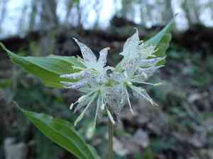 Yellow mandarin(Prosartes maculata)