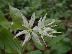 Yellow mandarin(Prosartes maculata)