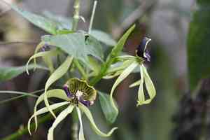 Clamshell orchid(Prosthechea cochleata)