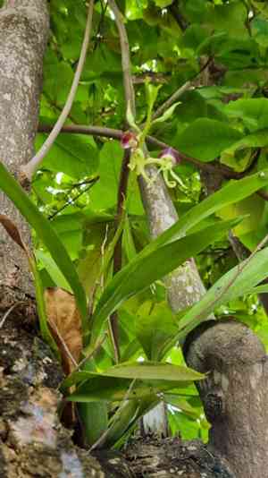 Clamshell orchid(Prosthechea cochleata)