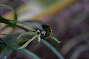 Clamshell orchid(Prosthechea cochleata)