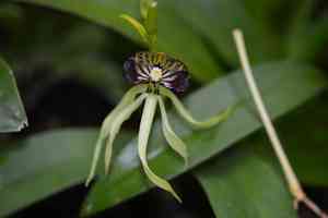 Clamshell orchid(Prosthechea cochleata)