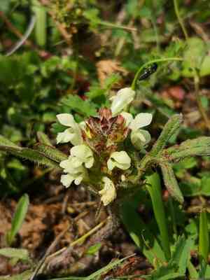 Cut leaved self heal(Prunella laciniata)