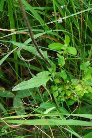 Cut leaved self heal(Prunella laciniata)