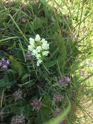 Cut leaved self heal(Prunella laciniata)