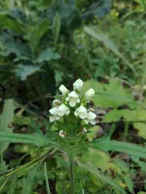 Cut leaved self heal(Prunella laciniata)