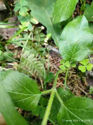 Common selfheal(Prunella vulgaris)
