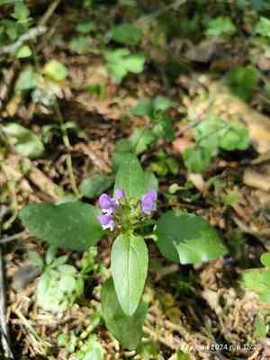 Common selfheal(Prunella vulgaris)