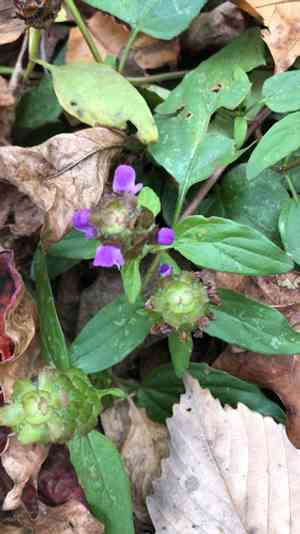 Common selfheal(Prunella vulgaris)