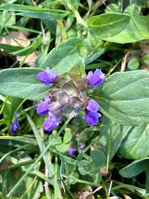 Common selfheal(Prunella vulgaris)