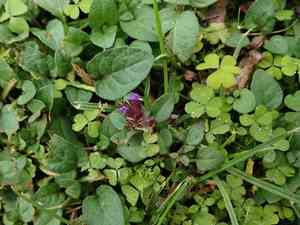 Common selfheal(Prunella vulgaris)