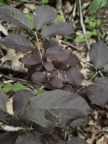 Purple-Leaf Sand Cherry (Prunus × cistena) Care Guide: Pests, Diseases ...