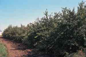 American plum(Prunus americana)