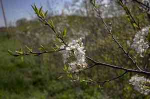 American plum(Prunus americana)