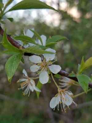 American plum(Prunus americana)