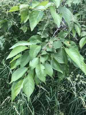 American plum(Prunus americana)