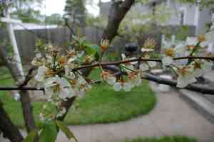 American plum(Prunus americana)
