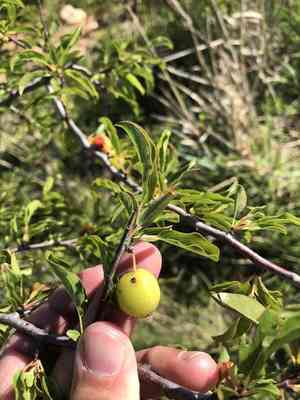 Chickasaw plum(Prunus angustifolia)