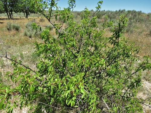 Chickasaw plum