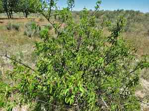 Chickasaw plum(Prunus angustifolia)