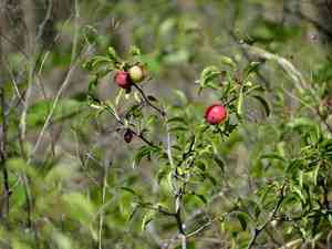 Chickasaw plum(Prunus angustifolia)