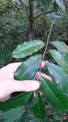 Carolina cherry laurel(Prunus caroliniana)