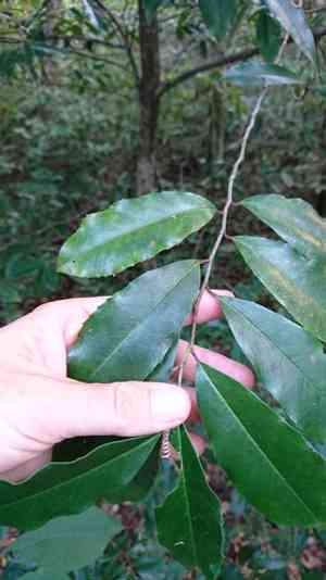 Carolina cherry laurel(Prunus caroliniana)