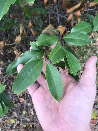 Carolina cherry laurel(Prunus caroliniana)