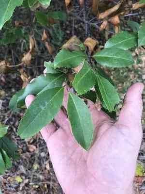 Carolina cherry laurel(Prunus caroliniana)