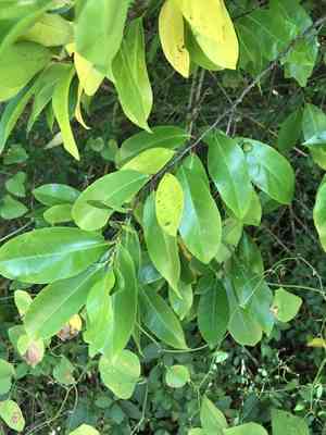 Carolina cherry laurel(Prunus caroliniana)