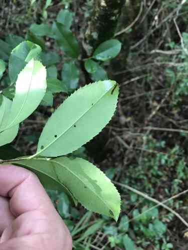Carolina cherry laurel(Prunus caroliniana)