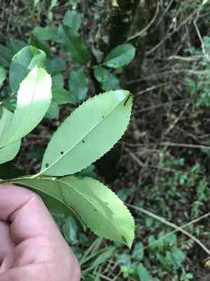 Carolina cherry laurel(Prunus caroliniana)