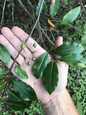 Carolina cherry laurel(Prunus caroliniana)