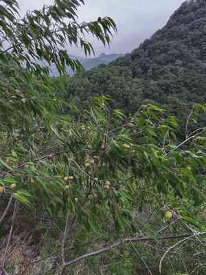 David's peach(Prunus davidiana)